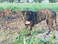 cane corso italian mastiff brindle
